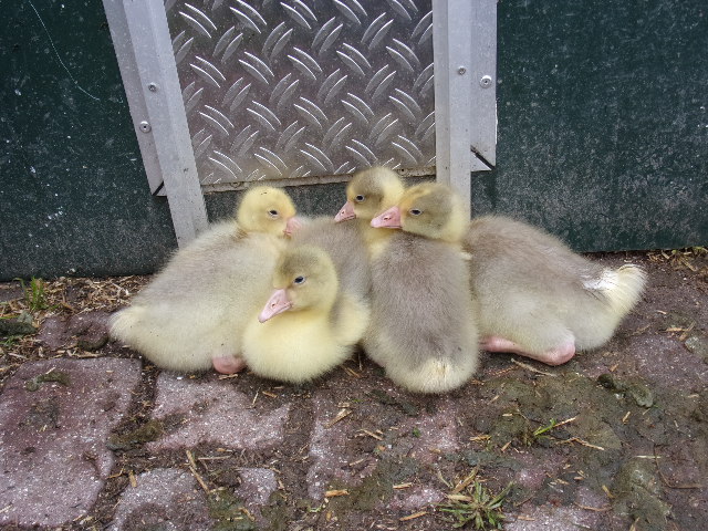 Gänseküken